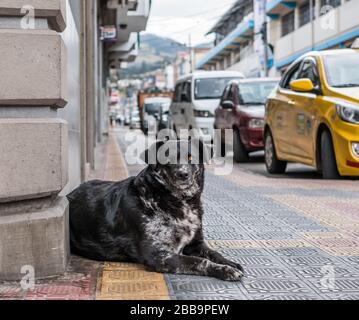 Un magnifique chien errant aux yeux de couleur ambre assis à l'angle d'un bâtiment en Équateur. Banque D'Images