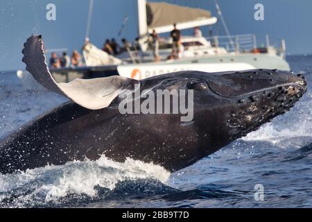 Baleine à bosse surprendre un bateau d'observation des baleines avec une brèche proche et surprenante. Banque D'Images