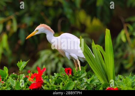 Gros plan d'une chasse à l'aigrette de bétail blanc pour la nourriture. Banque D'Images