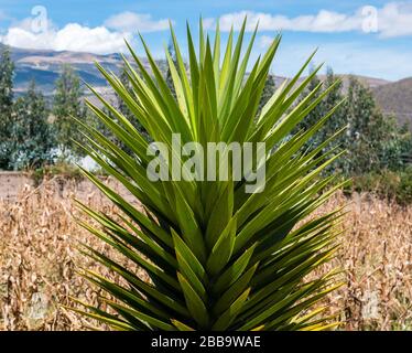 Une usine d'agave qui se rapproche de Cayambe, en Équateur. Banque D'Images
