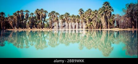 Vue panoramique sur les palmiers en éventail à jupe qui se reflètent dans un étang turquoise d'un printemps au parc Agua Caliente à Tucson, Arizona Banque D'Images