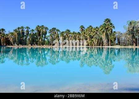 Une vue idyllique sur les palmiers en éventail à jupe qui se reflètent dans un étang turquoise d'un printemps au parc Agua Caliente à Tucson, Arizona Banque D'Images