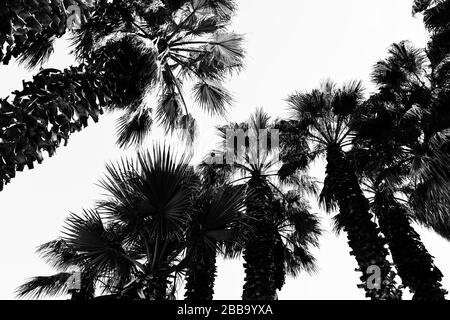 Une vue vers le haut des malles de palmier rasés avec des frondes soufflantes au soleil contre aux États-Unis en noir et blanc image graphique Banque D'Images