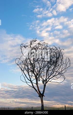 Arbre stérile après le feu dans les falaises au-dessus de Malibu, CA Banque D'Images