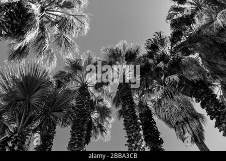 Vue vers le haut des boxers à jupe et rasés de palmiers avec des frondes soufflantes au soleil contre le ciel aux États-Unis en noir et blanc Banque D'Images