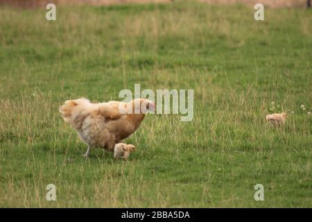 Mère Hen sur une sortie avec ses poussins Banque D'Images