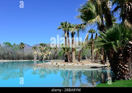 Une vue idyllique à la fois des palmiers rasés et des arbres escarpés reflétant dans un étang turquoise d'un printemps au parc Agua Caliente à Tucson, Arizona Banque D'Images