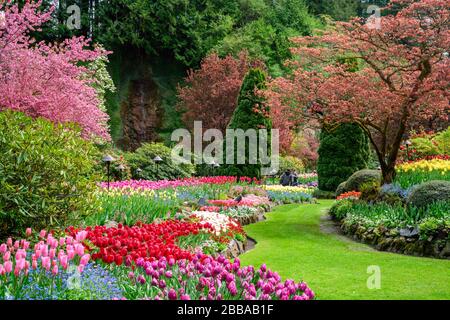 Tulipes (Tulipa × gesneriana), Butchart Gardens, Victoria, île de Vancouver, C.-B., Canada Banque D'Images