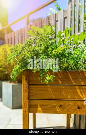 Design en bois table de cuisine potager de légumes et d'herbes dans un jardin avec une clôture en plein soleil. L'agriculture de subsistance, l'actif et en bonne santé Banque D'Images