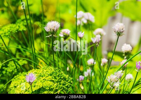 Design en bois table de cuisine potager de légumes et d'herbes dans un jardin avec une clôture en plein soleil. L'agriculture de subsistance, l'actif et en bonne santé Banque D'Images