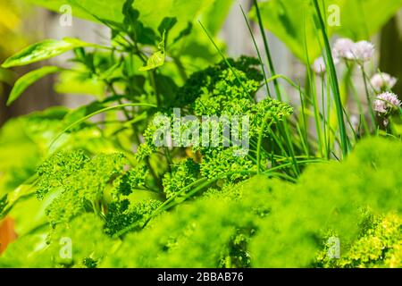 Design en bois table de cuisine potager de légumes et d'herbes dans un jardin avec une clôture en plein soleil. L'agriculture de subsistance, l'actif et en bonne santé Banque D'Images