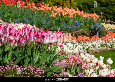 Tulipes (Tulipa × gesneriana), Butchart Gardens, Victoria, île de Vancouver, C.-B. Canada Banque D'Images