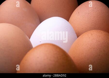 Texture de la coquille des œufs de poulet brun clair avec un œuf blanc en avant au milieu. Macro studio photo. Banque D'Images