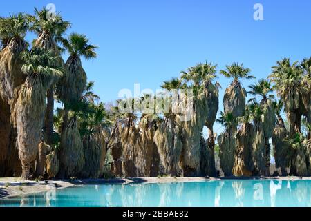 un bosquet de palmiers à jupe spectaculaire reflétant dans un étang turquoise créé à partir d'un printemps au parc Aqua Caliente à Tucson, Arizona Banque D'Images