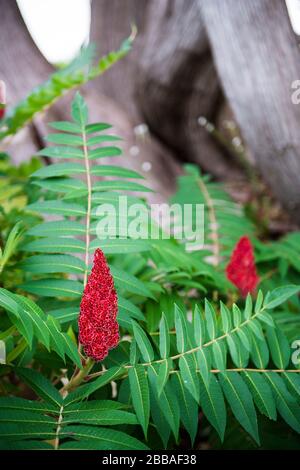 Sumac toxique Banque D'Images