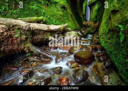 Sombrio Beach Canyon, Juan de Fuca Trail, près de Port Renfrew, l'île de Vancouver, BC Canada Banque D'Images