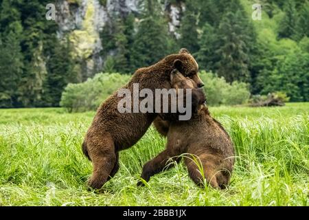 L'ours grizzli (Ursus arctos horribilis) et vol de jouer, sanctuaire de l'ours grizzli Khutzeymateen, le nord de la Colombie Britannique, Canada Banque D'Images