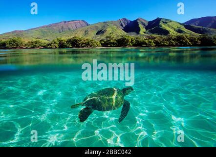 La tortue de mer verte nage au large de la côte de Maui à Olowlau, Maui, Hawaï. Banque D'Images