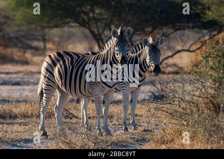 Zèbre de Burchell (Equus quagga burchellii), réserve de jeux de Moremi, Delta d'Okavango, Botswana. Banque D'Images