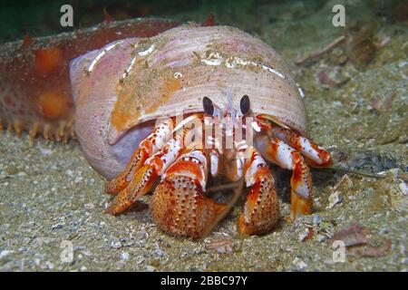 Crabe ermit (Pagurus armatus), île Sunday, près de Namu, Fitzhugh Sound, C.-B. Banque D'Images