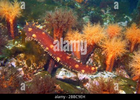 Concombre géant de mer, Parastichopus californicus, concombres de mer d'aviron orange, Cucumaria miniata Banque D'Images