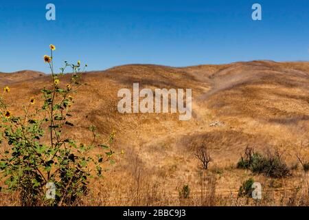 Tournesol des Prairies (Helianthus petiolaris) et vue sur le canyon, parc national de Chino Hills, Chino, Californie, États-Unis, Amérique du Nord, couleur Banque D'Images