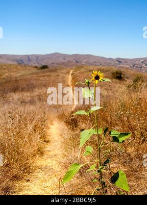 Tournesol des Prairies (Helianthus petiolaris), sentier et vue sur le parc national de Chino Hills, Chino, Californie, États-Unis, Amérique du Nord, couleur Banque D'Images