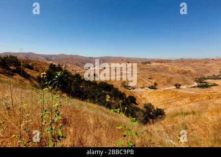 Vue sur un canyon et des tournesols des prairies (Helianthus petiolaris) au parc national de Chino Hills, Chino, Californie, États-Unis, Amérique du Nord, couleur Banque D'Images