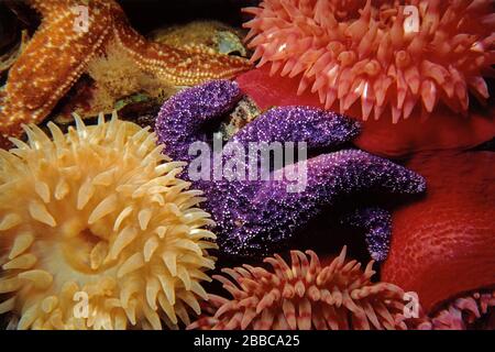 Étoile de mer violette, Pisaster ochraceus, Christman ou tealias peint, Urticina crassicornis, Skookumchuck Narrows, C.-B. Banque D'Images