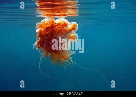 Méduses de mer (Cyanea capillata), Eagle Rock, détroit de la Reine-Charlotte, C.-B. Banque D'Images