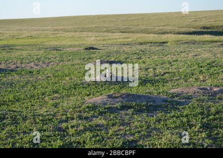 Fin du printemps dans le Dakota du Sud : alerte sur les stands de chiens des Prairies à l'extérieur de son terreau dans une ville près du bassin Burns, surplombant le chemin Loop dans le parc national de Badlands Banque D'Images