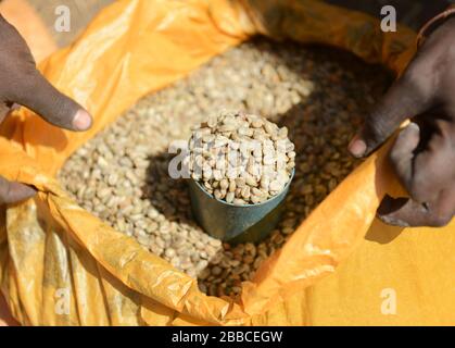 Grains de café arabica vendus sur le marché de Jimma en Ethiopie. Banque D'Images