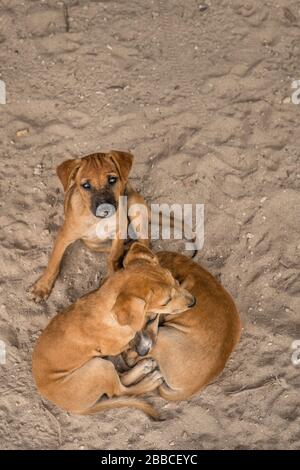 Groupe de chiots sans abri Banque D'Images
