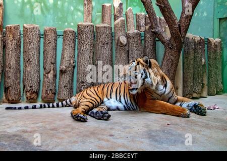 Le tigre se trouve dans la cage et les roars. Le tigre malaisien, tigris panthera dans la captivité au zoo. Banque D'Images