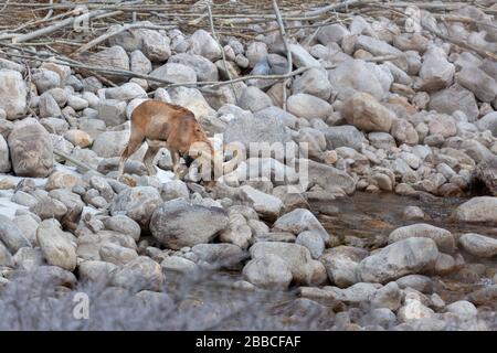 Ourial du Ladakh ou Ovis vignei vignei dans l'Himalaya du Ladakh en Inde pendant l'hiver près de Leh. Banque D'Images