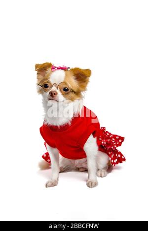 Chihuahua chiens qui sont des femmes en rouge portant une paire de lunettes sur un fond blanc Banque D'Images