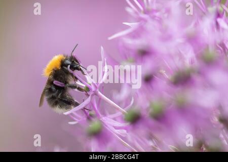 Bumblebee (Bombus hyphnorum) sur une fleur violette, poireau à tête ronde (Allium sphalerocephalon), Suffolk, Angleterre, Royaume-Uni Banque D'Images