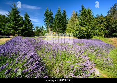 Lavande de montagne sacrée, île Salt Spring, îles Gulf, C.-B., Canada Banque D'Images