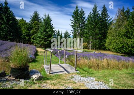 Lavande de montagne sacrée, île Salt Spring, îles Gulf, C.-B., Canada Banque D'Images