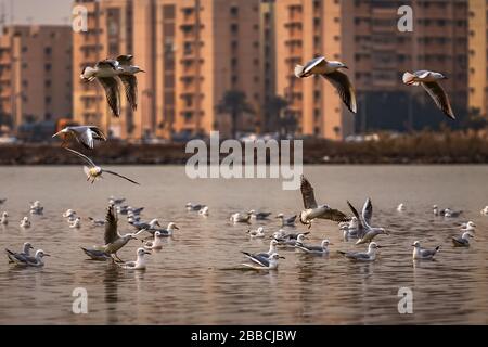 Groupe d'oiseaux SeaGul sur le plan d'eau de la corniche de khobar au printemps de l'Arabie Saoudite. Banque D'Images