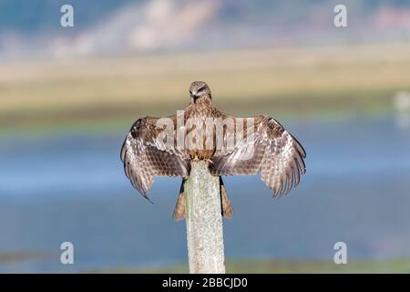 aigle kite noir assis sur le soleil avec ailes larges ouvertes Banque D'Images