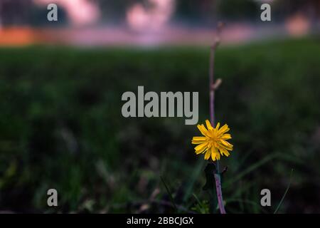 Belle petite fleur jaune sur fond dramatique. Banque D'Images