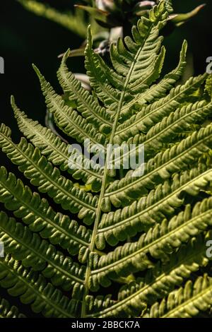 Fern leaf close up Banque D'Images