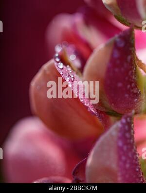 l'eau tombe sur de la lupine rose Banque D'Images