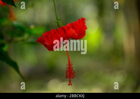 Hibiscus rosa-sinensis Hibiscus rouge, Banque D'Images