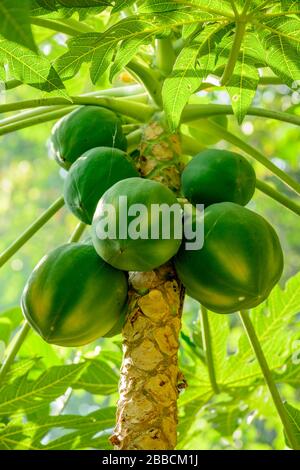 Papayas vert frais sur un arbre Banque D'Images