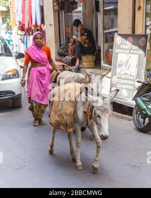 UDAIPUR, INDE - 21 MARS 2016 : ânes le long d'une rue en Inde. Une dame et un homme peuvent également être vus. Banque D'Images