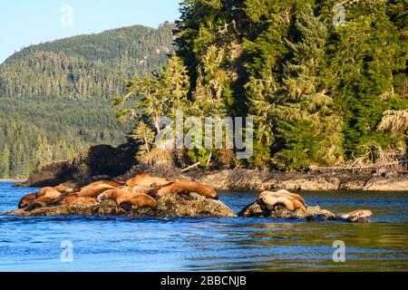 Lions de mer (Otariinae), Johnstone Straight, île de Vancouver, C.-B., Canada Banque D'Images