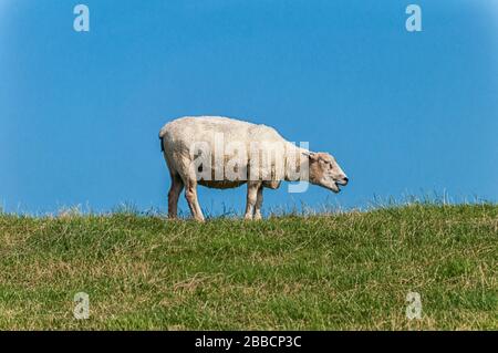 Une razes de mouton sur une digue sur la mer du Nord Banque D'Images