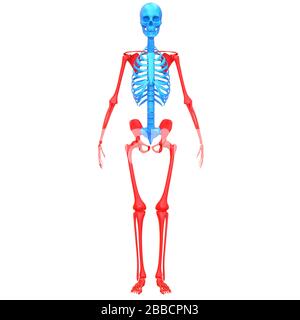 Système squelette humain squelette appendiculaire articulations osseuses anatomie rendu 3D. Banque D'Images